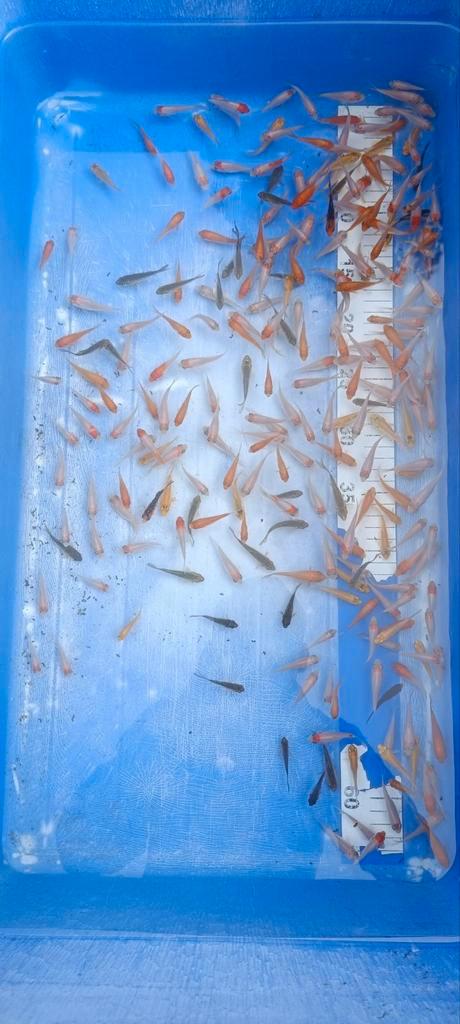 Nakweek van echte Japanse koi's 2-3cm, Dieren en Toebehoren, Vissen | Vijvervissen, Karper of Koi