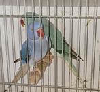 Halsband parkieten, Dieren en Toebehoren