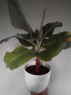 Bananenplant Musa kamerplant, Huis en Inrichting, Minder dan 100 cm, Fruitplant, Ophalen of Verzenden, Halfschaduw
