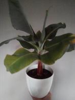 Bananenplant Musa kamerplant, Huis en Inrichting, Kamerplanten, Fruitplant, In pot, Minder dan 100 cm, Groene kamerplant
