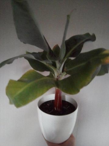 Bananenplant Musa kamerplant beschikbaar voor biedingen