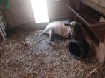 Jonge bok, Dieren en Toebehoren, Schapen, Geiten en Varkens