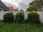 3 supergezonde laurierkers, Jardin & Terrasse, Plantes | Arbustes & Haies, 100 à 250 cm, Laurier, Enlèvement, Arbuste
