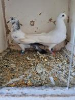 30€ kopel pakistan hoogvliger, Animaux & Accessoires, Oiseaux | Pigeons