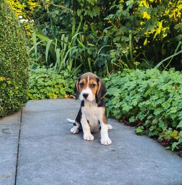 chiots beagle