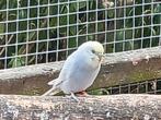 5 jonge parkieten