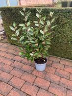 Olijfwilg / Elaeagnus ebb. ‘Compacta’, Tuin en Terras, Ophalen