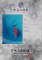 Japanese Koi kohaku met certificaat, Dieren en Toebehoren, Vissen | Vijvervissen