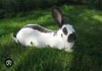 GEZOCHT lotharinger (reuzenvlinder) voedster, Dieren en Toebehoren, Konijnen, Vrouwelijk, Groot, 0 tot 2 jaar