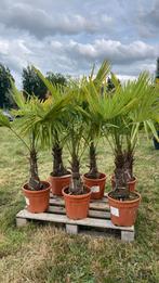 Palletverkoop palmbomen, Ophalen