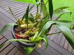 Coelogyne Viscosa-orchidee, Overige soorten, In pot, Minder dan 100 cm, Bloeiende kamerplant