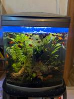 Asuaruim met vissen, Enlèvement, Utilisé