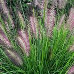 Siergrassen pennisetum red head of gelijksoortige., Jardin & Terrasse, Plantes | Jardin, Enlèvement, Graminées ornementales