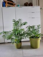 2 kamerplanten in pot (60cm en 48cm), Huis en Inrichting, Kamerplanten, In pot, Ophalen