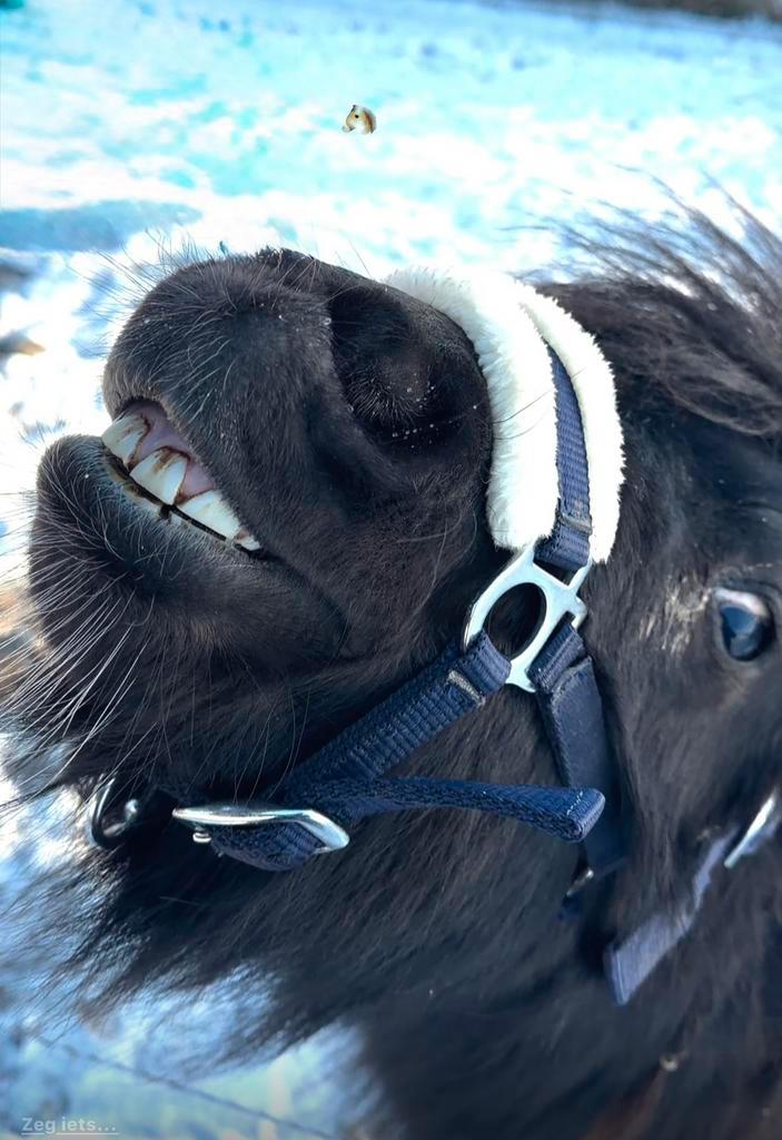 Shetlander Hengst Mini Paardje, Dieren en Toebehoren, Pony's, Hengst, Niet van toepassing, Recreatiepony, 3 tot 6 jaar, Met stamboom