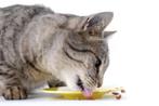 kattenvoeding, Dieren en Toebehoren, Kat, Ophalen
