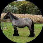 Trekpaard.merrie. blauwschimmel, Animaux & Accessoires, Chevaux, 160 à 165 cm, Ne s'applique pas, Cheval d'attelage, Avec pedigree