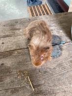 3 jonge  mannelijke  cavia’s gratis, Dieren en Toebehoren, Knaagdieren, Cavia