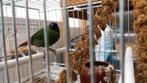 Blauwkop papegaai amandine, Dieren en Toebehoren, Vogels | Overige Vogels, Mannelijk, Tropenvogel, Geringd