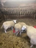 Ooien, Dieren en Toebehoren, Schapen, Geiten en Varkens, Vrouwelijk, Schaap