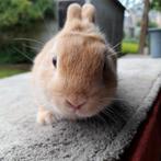 Kleurdwerg  geel, Dieren en Toebehoren
