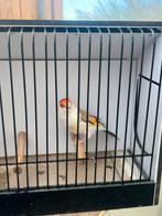 Grote bonte Distelvinken laatste 3, Meerdere dieren, Wildzangvogel, Geringd