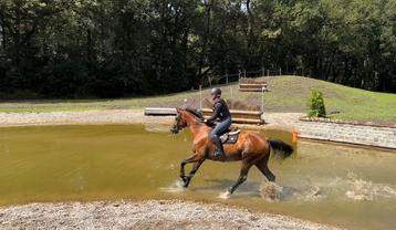 Springpaard/all round beschikbaar voor biedingen
