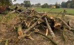 boomstammen gezocht aan redelijke prijs, Tuin en Terras, Brandhout, 3 tot 6 m³, Ophalen of Verzenden, Overige houtsoorten, Stammen