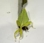 Wandelend blad te koop, Dieren en Toebehoren, Insecten en Spinnen, Wandelende tak