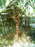 Olijfboom, Tuin en Terras, Planten | Bomen, Ophalen, Olijfboom