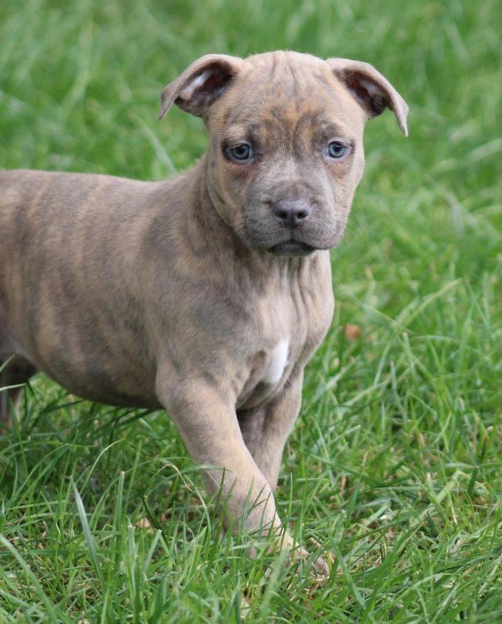Amerikaanse Stafford pup, Dieren en Toebehoren, Honden | Jack Russells en Terriërs, Teef, American Staffordshire Terriër, Fokker | Professioneel