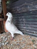 Mooie koppel reisduiven, Dieren en Toebehoren, Meerdere dieren, Postduif