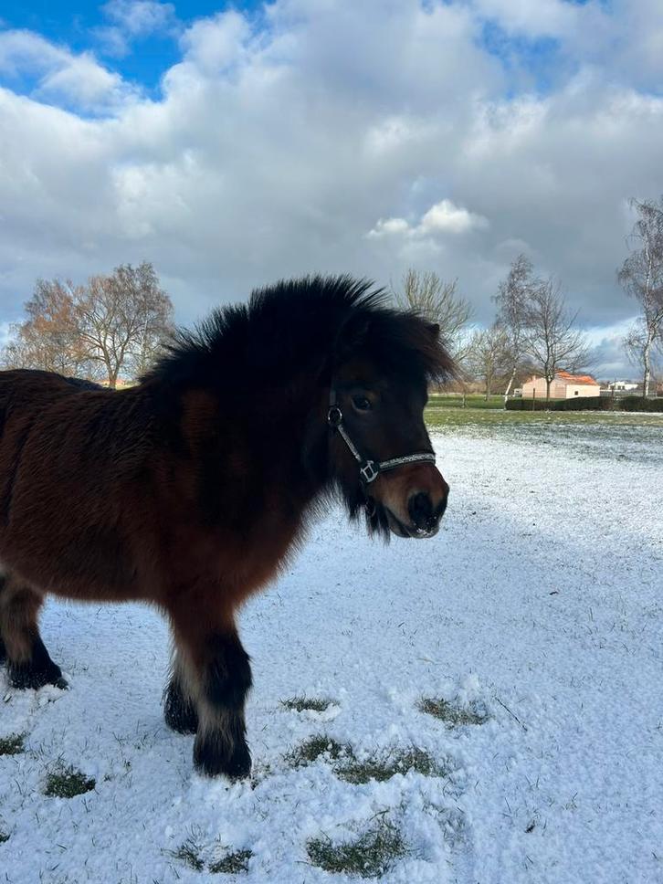 Gezocht: ruitertje, Dieren en Toebehoren, Pony's, Merrie