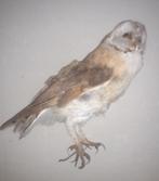 Chouette effraie taxidermie  / opgezette uil, Vogel, Ophalen of Verzenden, Zo goed als nieuw