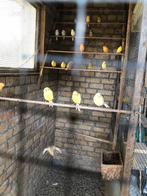 Kanaries te koop, Dieren en Toebehoren, Vogels | Kanaries, Kleurkanarie