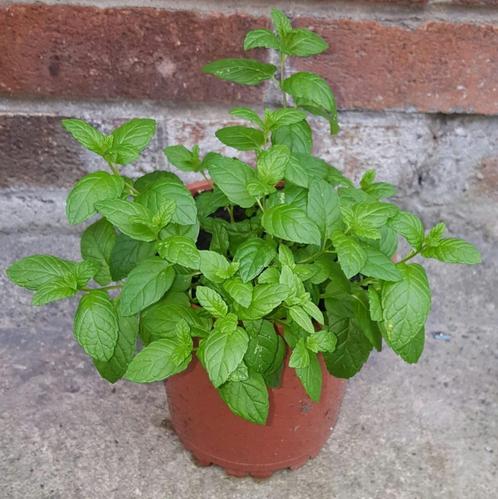 plantje munt, Tuin en Terras, Bloembollen en Zaden, Ophalen