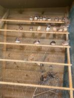 Zebravinken : jongen van 2025, Dieren en Toebehoren, Vogels | Overige Vogels, Meerdere dieren, Tropenvogel