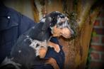 Pinscher pups, Dieren en Toebehoren, Honden | Bulldogs, Pinschers en Molossers, België, CDV (hondenziekte), 8 tot 15 weken, Meerdere