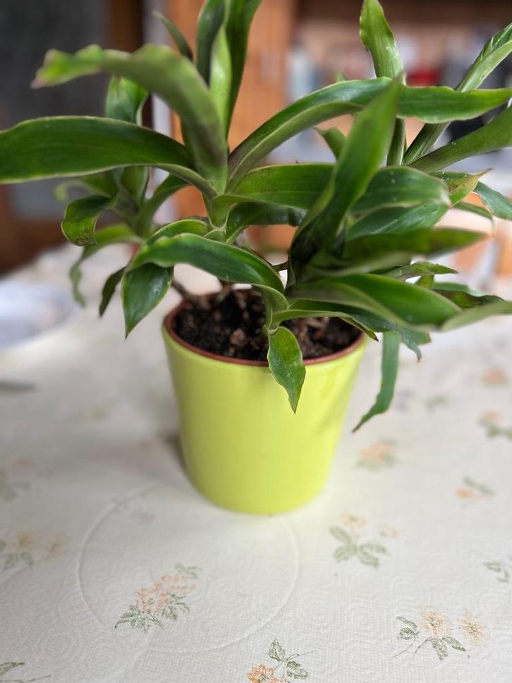 Prachtige Callisia Fragrans met 9 bijscheuten, Huis en Inrichting, Kamerplanten, Halfschaduw, In pot, Ophalen of Verzenden