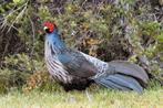 Faisans du Népal, Juillet, Plusieurs animaux