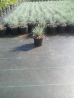 siergrassen, Tuin en Terras, Ophalen of Verzenden, Siergrassen