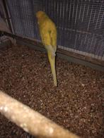 Lot d anglaises et ondulées, Plusieurs animaux, Perruche, Bagué