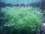 Chaetomorpha, Animaux & Accessoires, Poissons | Aquariums & Accessoires, Enlèvement, Utilisé, Plante(s), Pierre ou Bois