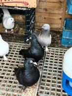 Takla duiven, Dieren en Toebehoren