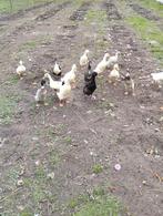 Indische loopeenden, Dieren en Toebehoren, Meerdere dieren, Eend