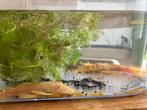 Ancistrussen gold albino, Dieren en Toebehoren, Vissen | Aquariumvissen