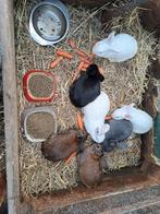 Jonge konijnen, Dieren en Toebehoren