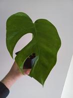 Monstera Sierrana mexican form, Maison & Meubles, Autres espèces, En pot, Enlèvement ou Envoi, Moins de 100 cm