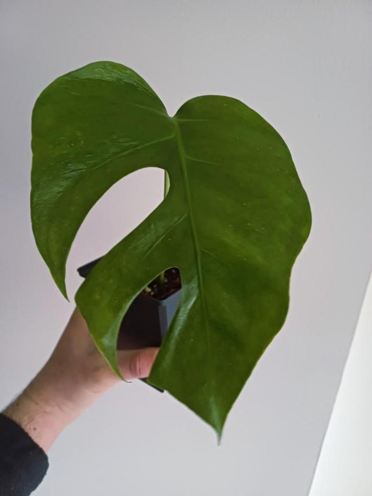 Monstera Sierrana mexican form, Maison & Meubles, Plantes d'intérieur, Autres espèces, Moins de 100 cm, Plante verte, Ombre partielle