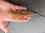 Actie! Jonge baardagaam red citrus blue bar met nieuw terra, Dieren en Toebehoren, Reptielen en Amfibieën, Amfibie